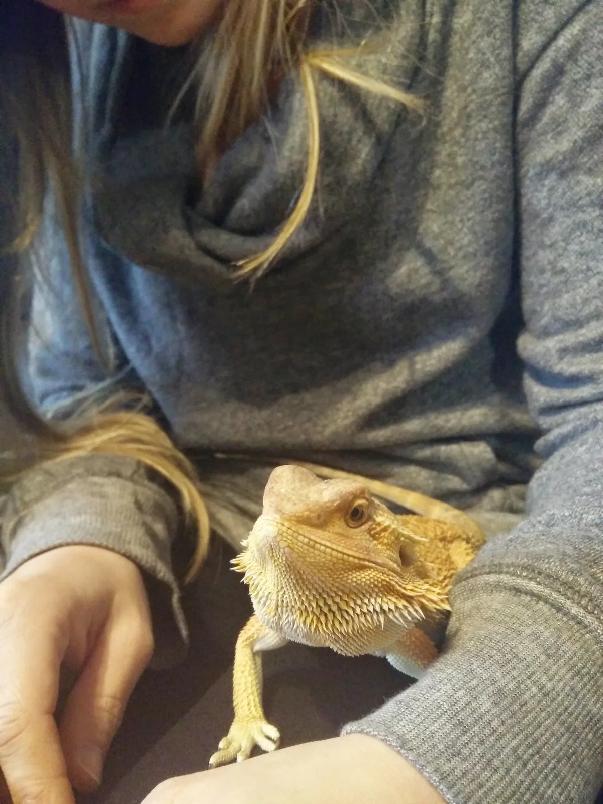A bearded dragon resting beside a guest